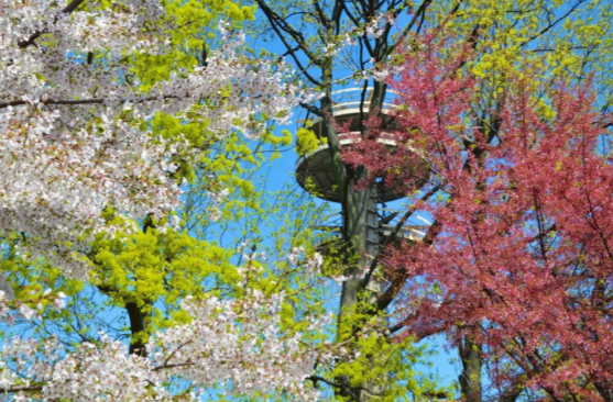 tree house